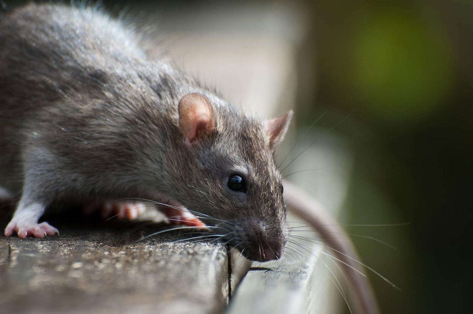 Nahaufnahme einer grauen Ratte mit schwarzen Augen, die auf einer Holzoberfläche steht